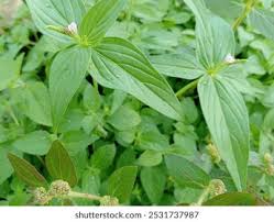 Image result for Loganiaceae