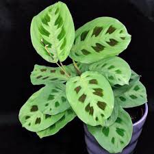 Image result for maranta