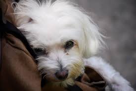 Il corpo ben bilanciato è robusto e solido, e questi cagnolini veloci e resistenti si muovono con un'andatura fluida e dinoccolata. Cani Da Appartamento Piccolo E Bello E Pratico