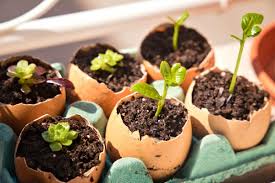 This wooden hand dibber is used for making holes in the ground that you can simply drop your seedlings into, without having to dig a hole using a trowel. Gardening 7 On A Regular Basis Gadgets That May Make Seed Sowing Simple