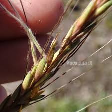 Image result for Trachypogon