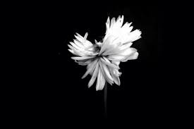 Koleksi gambar keren terbaru 2021. Gokil 10 Foto Keren Ini Diambil Hanya Menggunakan Kamera Ponsel