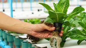 Ingin memiliki kebun sayuran di halaman rumah yang sempit? Sayuran Hidroponik Jenis Dan Cara Menanam Yang Mudah Rumah Com