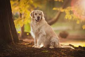 Image result for zlatý retrívr