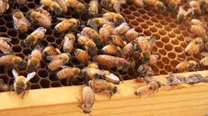 Image result for Queen bee