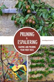 When i first started cultivating figs i found very few detailed instructions for pruning and training potted fig trees other than the standard recommendation to. Grow Your Own Food Pruning And Espaliering Fruit Trees Food Bloggers Of Canada