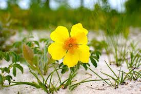 Image result for Anadelphia