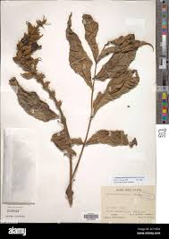 Image result for Markhamia tomentosa