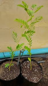 Image result for Rinorea brachypetala