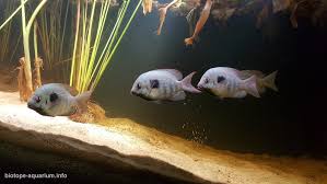 Image result for Pneumatopteris unita