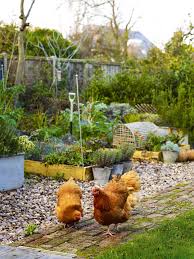 Most weeds are quite nutritious — just make sure they haven't cooking eggs and crushing shells keeps chickens from developing the habit of eating their own eggs in the nest. Garden Chickens Keeping Chickens In Your Garden Keeping Chickens Chicken Garden Growing Food
