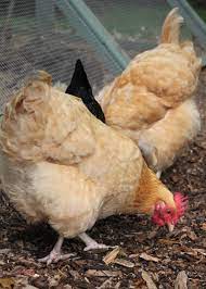 Poultry like most other animals can suffer from worms. To Worm Or Not To Worm Backyard Chickens Tilly S Nest