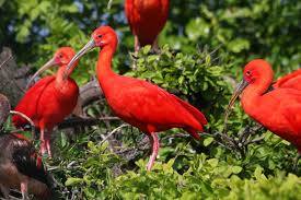 Aruba, cuba, dominica, grenada en jamaica; Rode Ibis