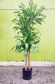 They dislike bright light and grow slowly, so you don't have to worry about them outgrowing a small. 10 Best Low Light Indoor Plants That Are Easy To Care For