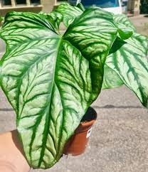 Image result for Cercestis