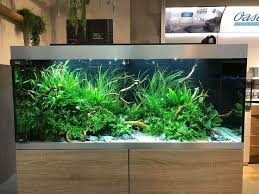 Pin Von Harry Potter Auf Aquarium Aquascaping Aquarien Aquarium