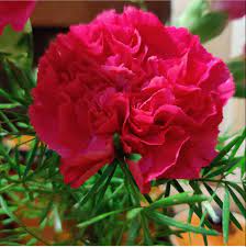 Carnation Flower Carnation Flower Bulk Flowers Online Wholesale Flowers
