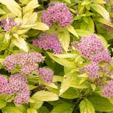 Maybe you would like to learn more about one of these? 18 Beautiful Deer Resistant Shrubs