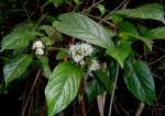 Image result for Rutidea fuscescens