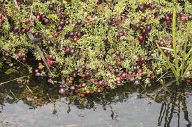 Do You Envision Crimson Cranberries Growing On Bushes That Have Been Submerged Do Cranberries Dream Backyard Garden Backyard Garden Landscape Garden Planning