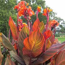 Pin On Canna Lily