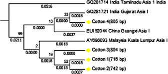 Check spelling or type a new query. Genetic Status And Endosymbionts Diversity Of Bemisia Tabaci Gennadius On Hosts Belonging To Family Malvaceae In India Springerlink