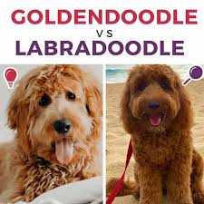 Moss creek goldendoodles is a premium home breeder of english goldendoodle puppies located in sunny central florida. Goldendoodle Vs Labradoodle Complete Comparison Guide