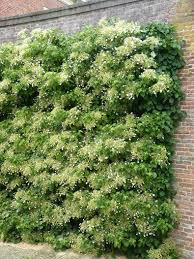 Keine ausgabe von mein schöner garten, mein schöner garten spezial, gartenspaß, lisa blumen & pflanzen, mein schönes land, mein schöner landgarten, mein schönes landhaus, landedition rezepte, meine gute landküche, gartenidee, gartenträume oder mein kleiner schöner garten. Hortensien Richtig Schneiden Und Pflegen Das Haus Garten Gartengestaltung Hortensien
