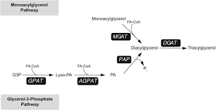 We did not find results for: Intestinal Triacylglycerol Synthesis In Fat Absorption And Systemic Energy Metabolism Journal Of Lipid Research