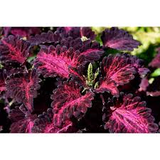 Image result for Coleus tetragonus