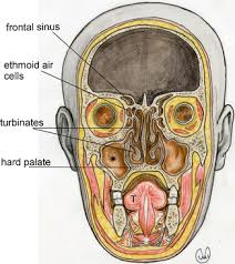 Head And Neck Radiology Key