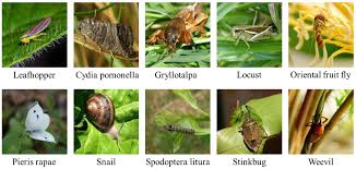 Host plant resistance, whether developed through conventional breeding or through genetic engineering (ge), is a cornerstone of ipm and is a complementary tool to other pest management practices. Agriculture Free Full Text Ann Based Continual Classification In Agriculture