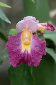 Image result for Costus phyllocephalus