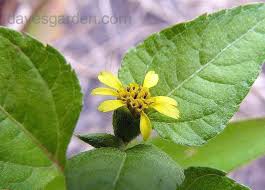 Image result for Synedrella