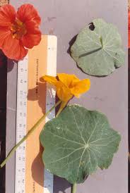Image result for Tropaeolaceae