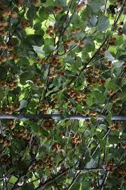 So Schneiden Sie Kiwi Richtig Kiwi Pflanzen Garten Bepflanzen Und Pflanzen