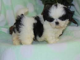 If you are looking on your phone touch the 3 bars at the top right corner for the current puppies pictures. Puppyfinder Com Shih Tzu Puppies Puppies For Sale Near Me In Arkansas Usa Page 1 Displays 10