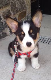 Black And Tan Corgi Mix Benedict The Pembroke Welsh Corgi Oh I Want It Puppies Cute Animals Corgi