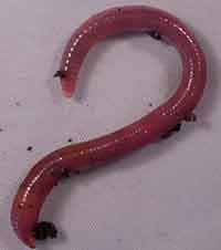Peche De La Truite Appats Naturels Ver De Terre Teigne Larve Mouche Et Insecte