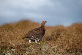 Since then, countless people who love to travel have dreamed of working in the airlin. The West Highland Way Wildlife Guide West Highland Way