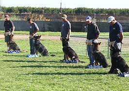 Browse thru our id verified puppy for sale listings to find your perfect puppy in your area. German Shepherd Puppies For Sale Personal Protection Dogs For Sale Family Protection Dogs For Sale Police Dogs For Sale German Shepherds For Sale
