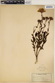 Image result for Callilepis laureola