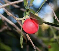 Image result for Mystroxylon