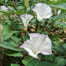 Image result for Datura