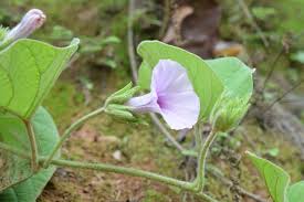 Image result for Argyreia