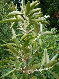 Image result for Xerophyta argentea