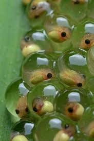 Check spelling or type a new query. D S 0 A Tadpole Also Called Pollywog Or Porwigle Is çˆ¬è™«é¡ž å‹•ç‰© è‡ªç„¶