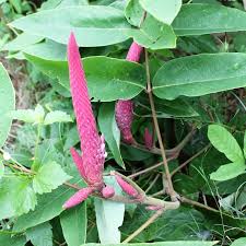 Image result for Uraria