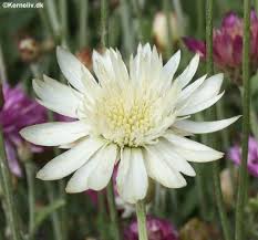 Saღia Sคlee๓ Adli Kullanicinin X Flowers Panosundaki Pin