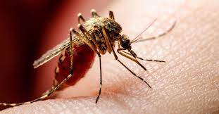 Image result for Dengue